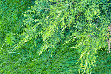 Closeup of green leaves of Thuja as nature background or wallpaper texture