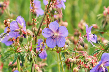 Meadow crane`s-bill (Geranium pratense) on a July morning