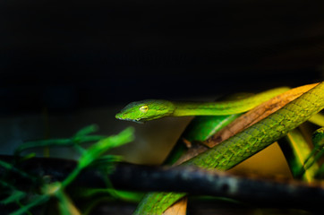 Ahaetulla prasina (0.1 - female) . Jade Vine Snake. It feeds on small birds, frogs, lizards, and small rodents. Tree snake. Exotic animals in the human environment. Snake on a dark background.