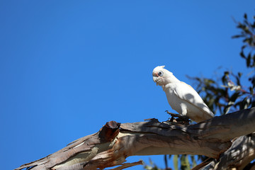 Kakadu Papagei in Australien