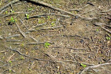 Roots of tree in ground with sparse green grass, small fragments of branches