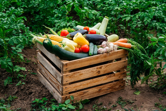 Fresh organic vegetables in a wooden box on the background of a vegetable garden .Concept of biological, bio products, bio ecology, grown by yourself, vegetarians