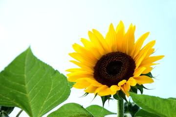 Obraz premium Sonnenblume vor hellen Hintergrund