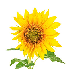 Sunflower with leaves isolated on a white background