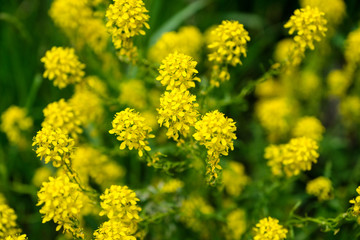 Biscutella laevigata in the european alps