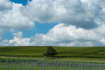 Fototapeta na wymiar Growing vines under blue skies. Landscape with vineyard and beautiful sky with white clouds