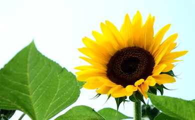 Fototapeta premium Sonnenblume