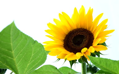 Obraz premium Sonnenblume vor blauen Hintergrund