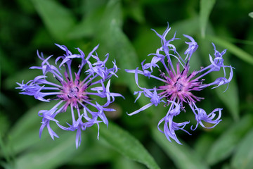 Centaurea montana blossom in the french Alps