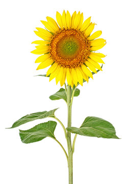 Beautiful sunflower isolated on white background
