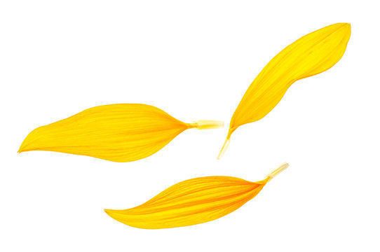 Sunflower petals isolated on white background