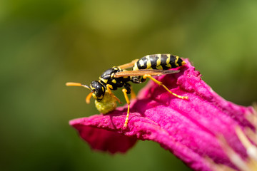 Wespe auf pinkem Blatt