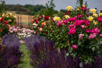 Fototapeta na wymiar beautiful rose garden with multicolored roses