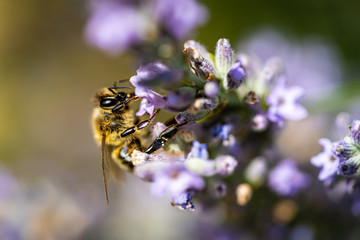 Nahaufnahme Biene auf Lavendel Blüte