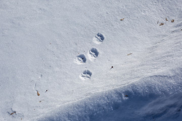 Traces of the beast in the snow. The pursuit of the beast. Hunting in winter. Hare trail.