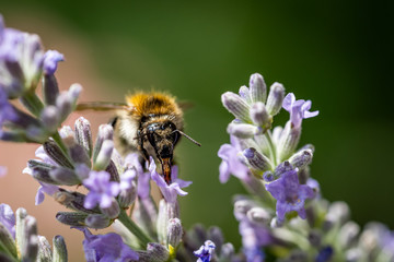 Nahaufnahme Biene auf Lavendel Blüte