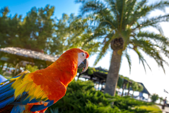 Closeup of macaw parrot at a resort on the beach with palm tree in the background