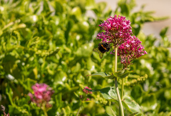 Bee on a flower transferring pollen