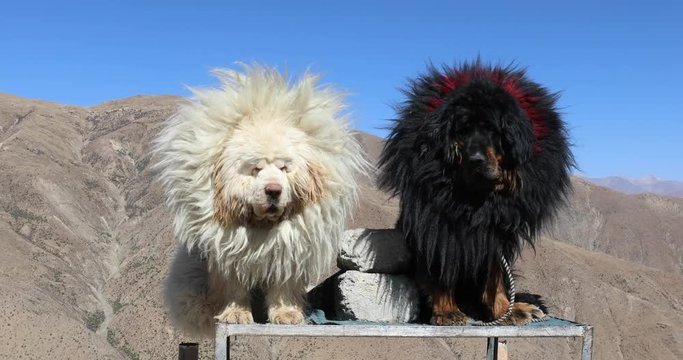 Domestic Tibetan mastiffs are on display in the Tibet Autonomous region on the side of the road between Lhasa and Mount Everest. Tourists frequently stop to photograph the funny looking dogs.