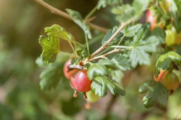 gooseberries close up in the nature