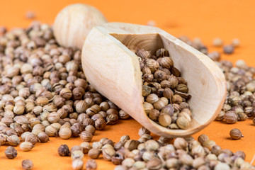 coriander on an orange background