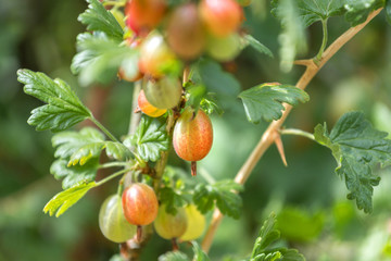 gooseberries close up in the nature