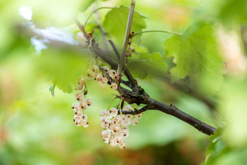 white currants garden background