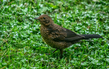 The bird walks on the grass