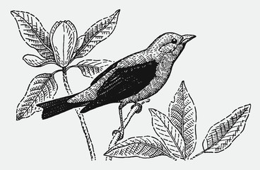 Scarlet tanager piranga olivacea sitting on plant stalk. Illustration after antique engraving from early 20th century