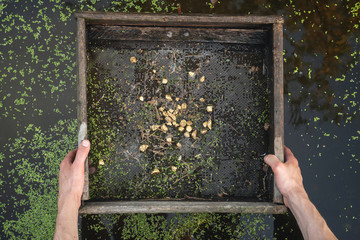 Sifting soil in water through the grate in search of the gold concept.