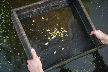 Sifting soil in water through the grate in search of the gold concept.
