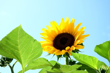 Sonnenblume isoliert vor hellen Hintergrund