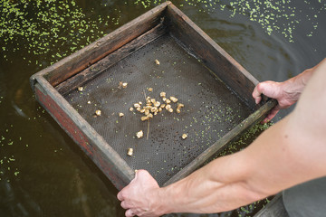 Sifting soil in water through the grate in search of the gold concept.