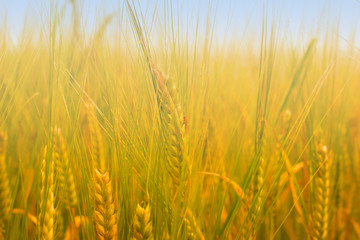 golden wheat field