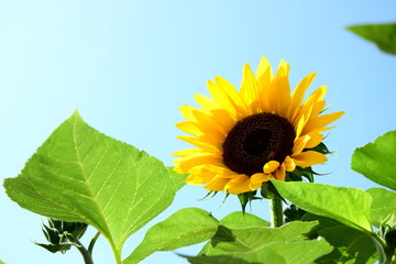 Sonnenblume isoliert vor hellen Hintergrund