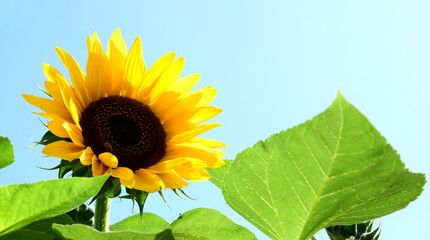 Sonnenblume isoliert vor hellen Hintergrund
