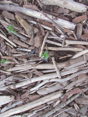 The texture of dry gray wooden branches, plants and sticks on the river bank background.