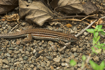 lagartija
