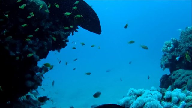 &Auml;gypten. Rotes Meer.