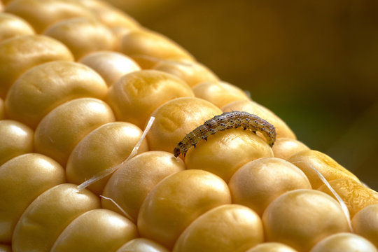 Close-up of a caterpillar on a fresh cob of corn.