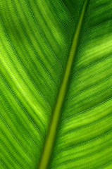 Leaf structure of a home plant