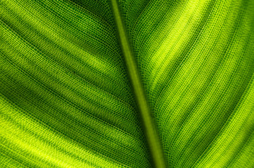 Leaf structure of a garden plant