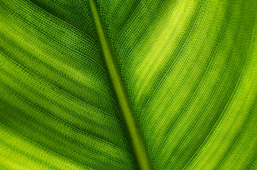 very beautiful part of a leaf of a plant