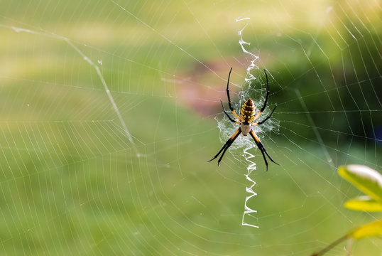 Closeup of Writing Spider on Web with soft green BG.