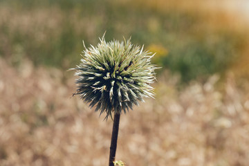 Flower buds of Great globe-thistle or Echinops sphaerocephalus close-up, selective focus, shallow...