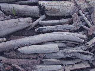 The texture of dry gray wooden branches, plants and sticks on the river bank background.