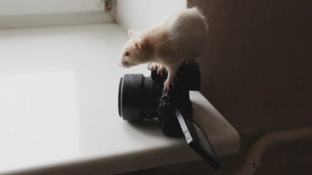 rat or mouse is played with a camera on the window