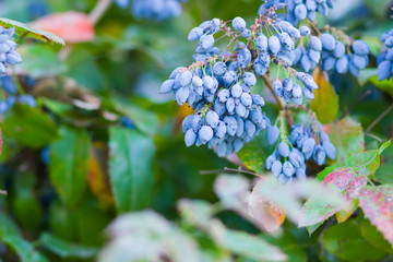 Mahonia aquifolium (Oregon-grape or Oregon grape) ripen on the branches. Fruits of the mahonia,...