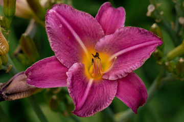 beautiful pink day lily flower head against a green bokeh background