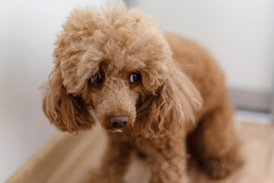 a scared dog (apricot poodle)